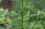 Allegheny monkeyflower